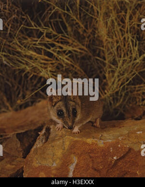 Stripe-faced dunnart  (Sminthopsis macroura) Stock Photo