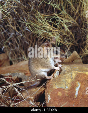 Stripe-faced dunnart  (Sminthopsis macroura) Stock Photo