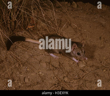 Brush-tailed Marsupial Rat or Kowari (Dasyuroides byrnei Stock Photo ...