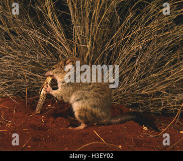 Crest-tailed mulgara (Dasycercus cristicauda) Stock Photo