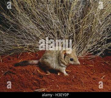 Crest-tailed mulgara (Dasycercus cristicauda) Stock Photo