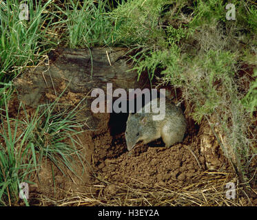 Long nosed bandicoot Stock Photo - Alamy