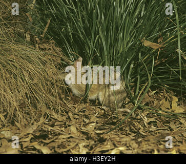 Eastern barred bandicoot (Perameles gunnii) Stock Photo