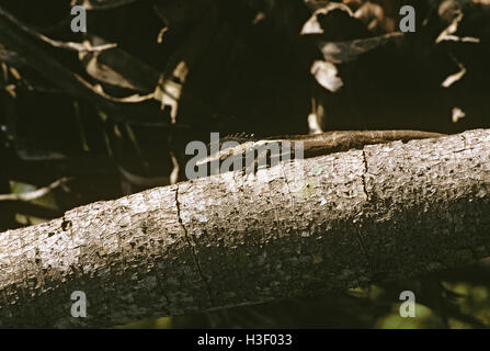 Striped water dragon (Lophognathus temporalis) Stock Photo