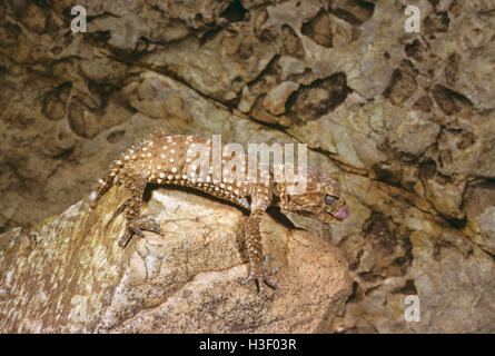 Spiny knob-tailed gecko (Nephrurus asper) Stock Photo