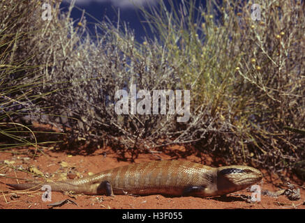 Centralian blue-tongued lizard (Tiliqua multifasciata) Stock Photo