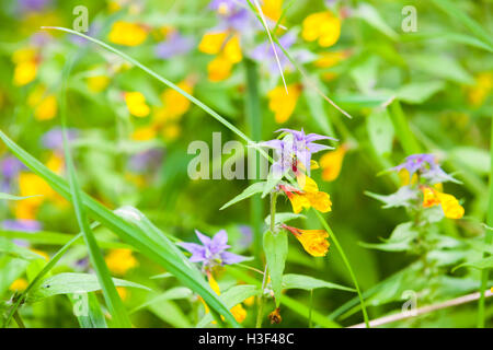 Bright yellow and blue flowers Melampyrum nemorosum known as Night and Day, macro photo with selective focus Stock Photo