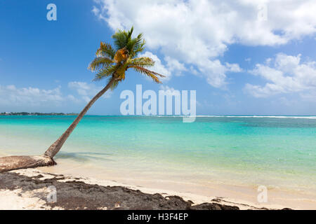 Single palm tree at Caribbean Sea beach, Guadeloupe Stock Photo