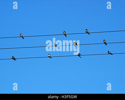 Barn swallow (Hirundo rustica) families gather on wires under blue sky before migrating south to Africa resembling musical notes on a stave Stock Photo