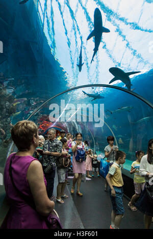 Singapore, Sentosa, SEA Aquarium, visitors in underwater tunnel viewing sharks Stock Photo