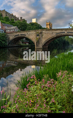 Wild flower on the bank of River Weir flowing through the Durham City, England. Stock Photo