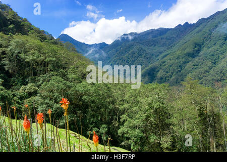 Landscape of cloud forest in Cocora Valley near Salento, Colombia Stock Photo