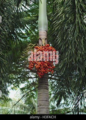 foxtail palm, foxtail palm tree, or Wodyetia bifurcata's seed Stock Photo