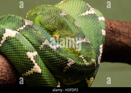 Captive Emerald Tree Boa curled up on tree branch in the Bronx Zoo, NY Stock Photo