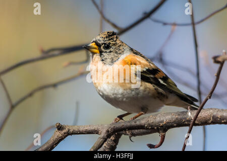 Female brambling (Fringilla montifringilla) Stock Photo