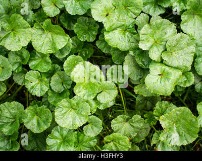 Lavatera thuringiaca, the garden tree-mallow Stock Photo