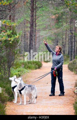 Woman pointing towards a red squirrel in the Rothiemurchus Forest  on the Rothiemurchus estate with two Huskies on leads looking also, Scotland Stock Photo