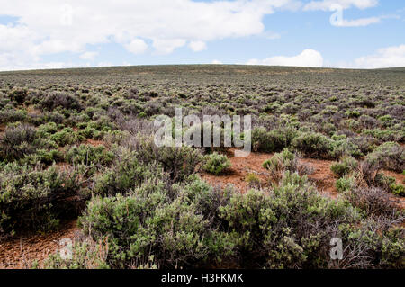 Big sagebrush habitat (aka the sagebrush sea) in eastern Oregon Stock Photo