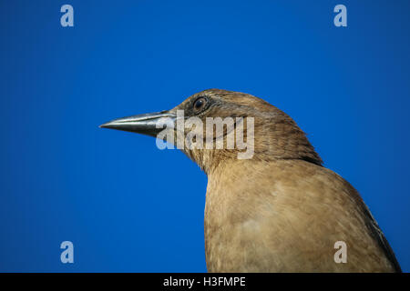 The Female Brewer's Blackbird at Malibu Lagoon in September Stock Photo