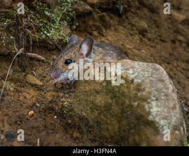 A tiny wood mouse on Yorkshire moorland.  Mice, although a common species, aren't easy to spot on the moors. Ilkley Moor, UK Stock Photo