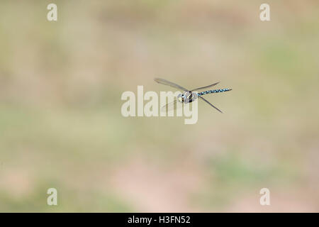 Common Hawker Dragonfly; Aeshna juncea Single Male in Flight Cornwall; UK Stock Photo