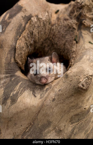 Edible Dormouse; Glis glis Single on Tree UK Stock Photo