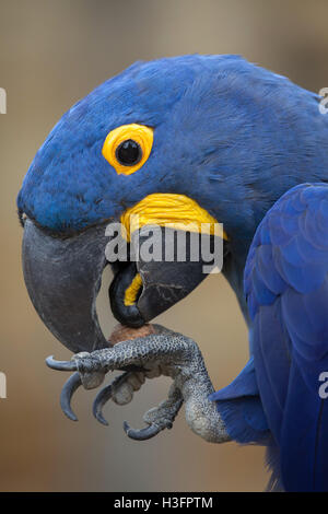 Hyacinth macaw (Anodorhynchus hyacinthinus). Wildlife animal. Stock Photo