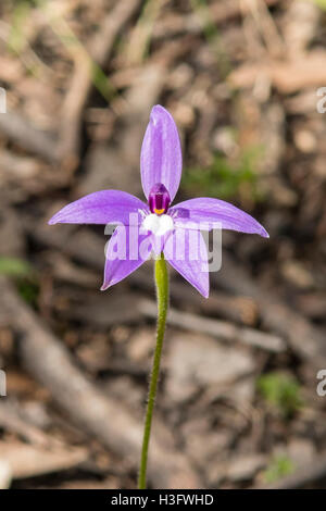 Glossodia major, Wax-lip Orchid in Boomers Reserve, Panton Hill, Victoria, Australia Stock Photo