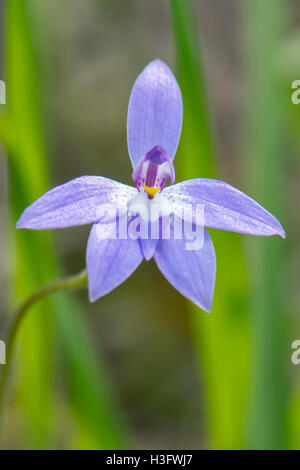 Glossodia major, Wax-lip Orchid in Boomers Reserve, Panton Hill, Victoria, Australia Stock Photo