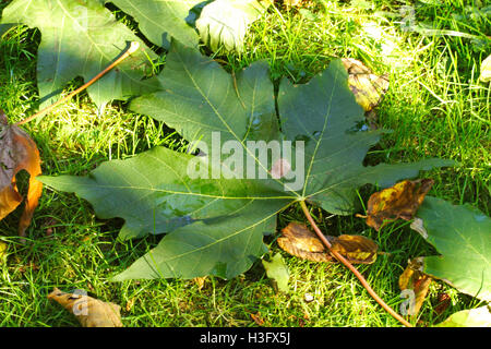 A large green maple leaf lies on the ground at the start of the Autumn season Stock Photo