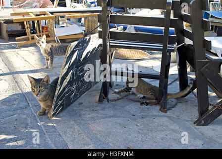 Three stray tabby cats play amongst wooden chairs at the pier in Samos. Stock Photo