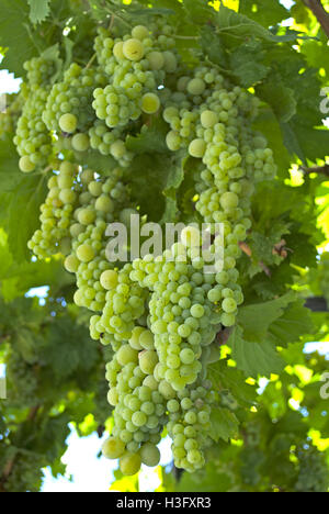 A rich cluster of green grapes hanging from a vine in North Cyprus. Stock Photo