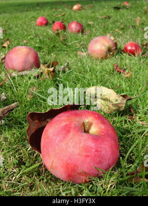 Windfall apples and autumn leaves on the ground in the orchard of an English garden on a sunny day in early autumn Stock Photo
