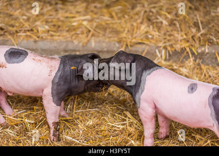 Two piglets playing Stock Photo