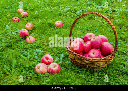 Freshly harvested ripe apples in a brown wicker basket on the green grass in the garden. Stock Photo