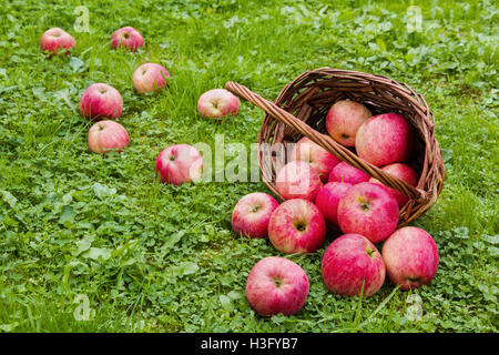 Freshly harvested ripe apples in a brown wicker basket, lying on its side. Garden, green grass. Stock Photo