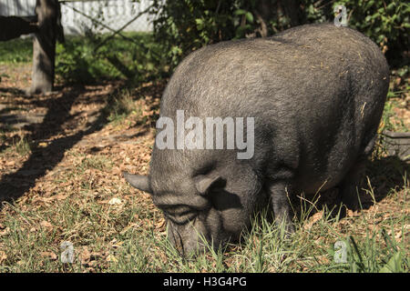 Belgrade Hippodrome, Serbia - A Vietnamese pot-bellied pig named Vasilije mascot of the Equestrian Club Belgrade Stock Photo