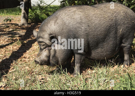 Belgrade Hippodrome, Serbia - A Vietnamese pot-bellied pig named Vasilije mascot of the Equestrian Club Belgrade Stock Photo