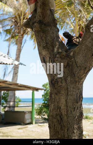 Chicken in tree on the beach at Areia Branca, Dili, Timor Leste Stock Photo