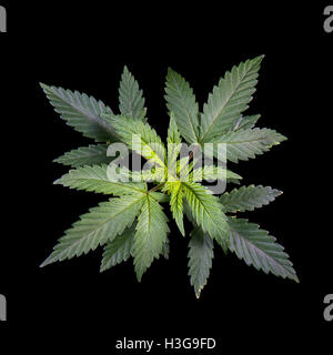 Detail of Marijuana plant leaves (cannabis sativa) isolated on black background Stock Photo