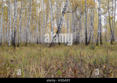 autumn forest of large birch trees Stock Photo