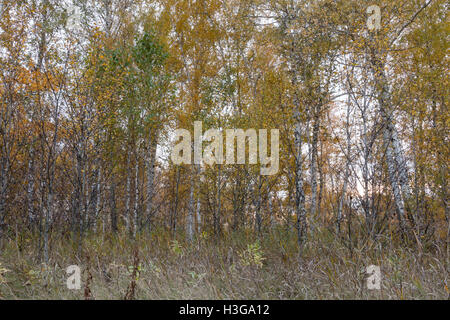 autumn forest of young birch trees Stock Photo