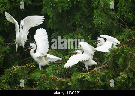 Huai'an, China's Jiangsu Province. 8th Oct, 2016. Egrets are seen on a tree near the Huaihe River in Xuyi County of Huai'an, east China's Jiangsu Province, Oct. 8, 2016. Credit:  Zhou Haijun/Xinhua/Alamy Live News Stock Photo