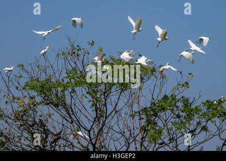 Huai'an, China's Jiangsu Province. 8th Oct, 2016. Egrets are seen on a tree near the Huaihe River in Xuyi County of Huai'an, east China's Jiangsu Province, Oct. 8, 2016. Credit:  Zhou Haijun/Xinhua/Alamy Live News Stock Photo