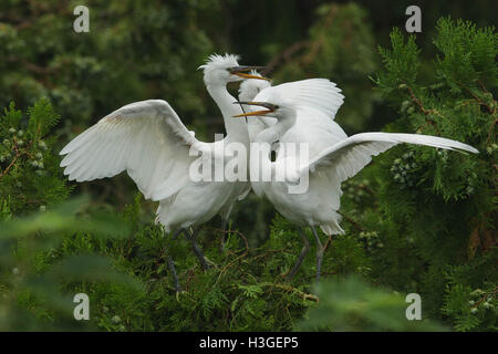 Huai'an, China's Jiangsu Province. 8th Oct, 2016. Egrets are seen on a tree near the Huaihe River in Xuyi County of Huai'an, east China's Jiangsu Province, Oct. 8, 2016. Credit:  Zhou Haijun/Xinhua/Alamy Live News Stock Photo