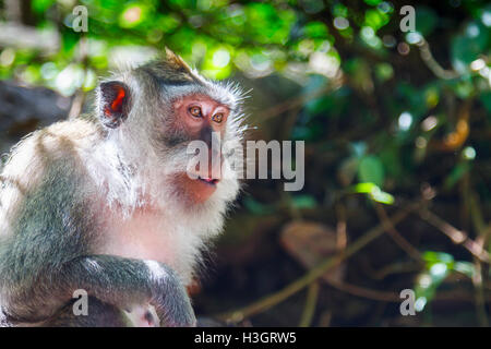 Long-tailed macaque  (Macaca fascicularis). Stock Photo