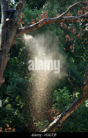 Logger with basic safety equipment cutting down large, tall tree Stock Photo