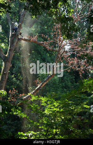 Logger with basic safety equipment cutting down large, tall tree Stock Photo