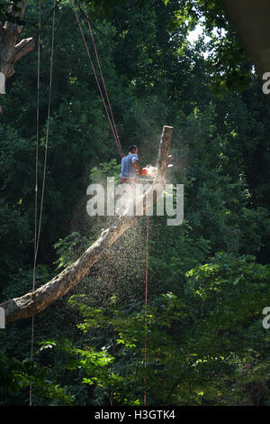 Logger with basic safety equipment cutting down large, tall tree Stock Photo