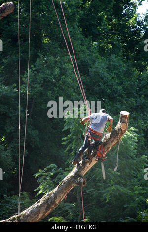 Logger with basic safety equipment cutting down large, tall tree Stock Photo